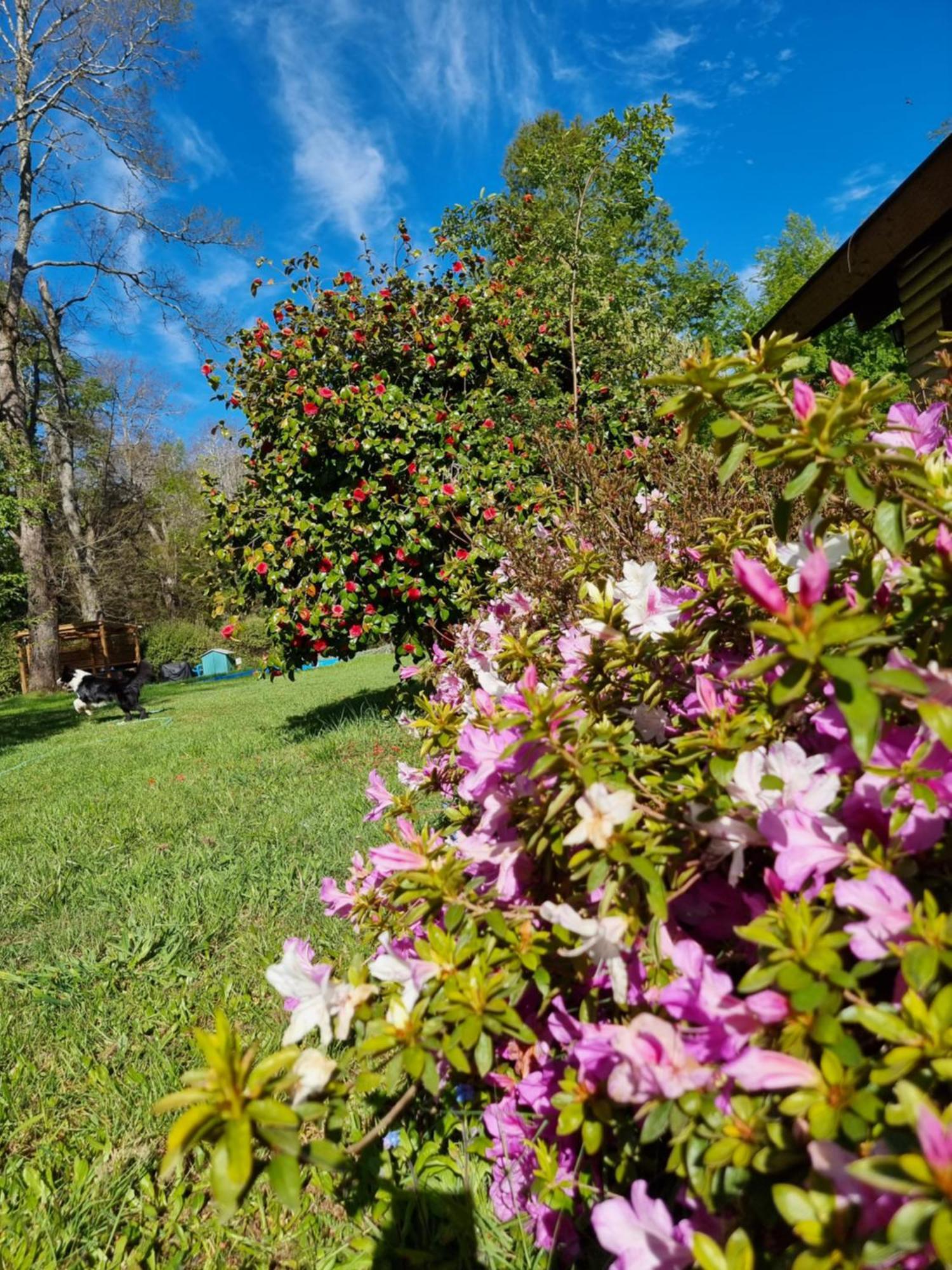 La Casa Del Arbol Villarrica Cabanas-Piscina-Tinajas מראה חיצוני תמונה