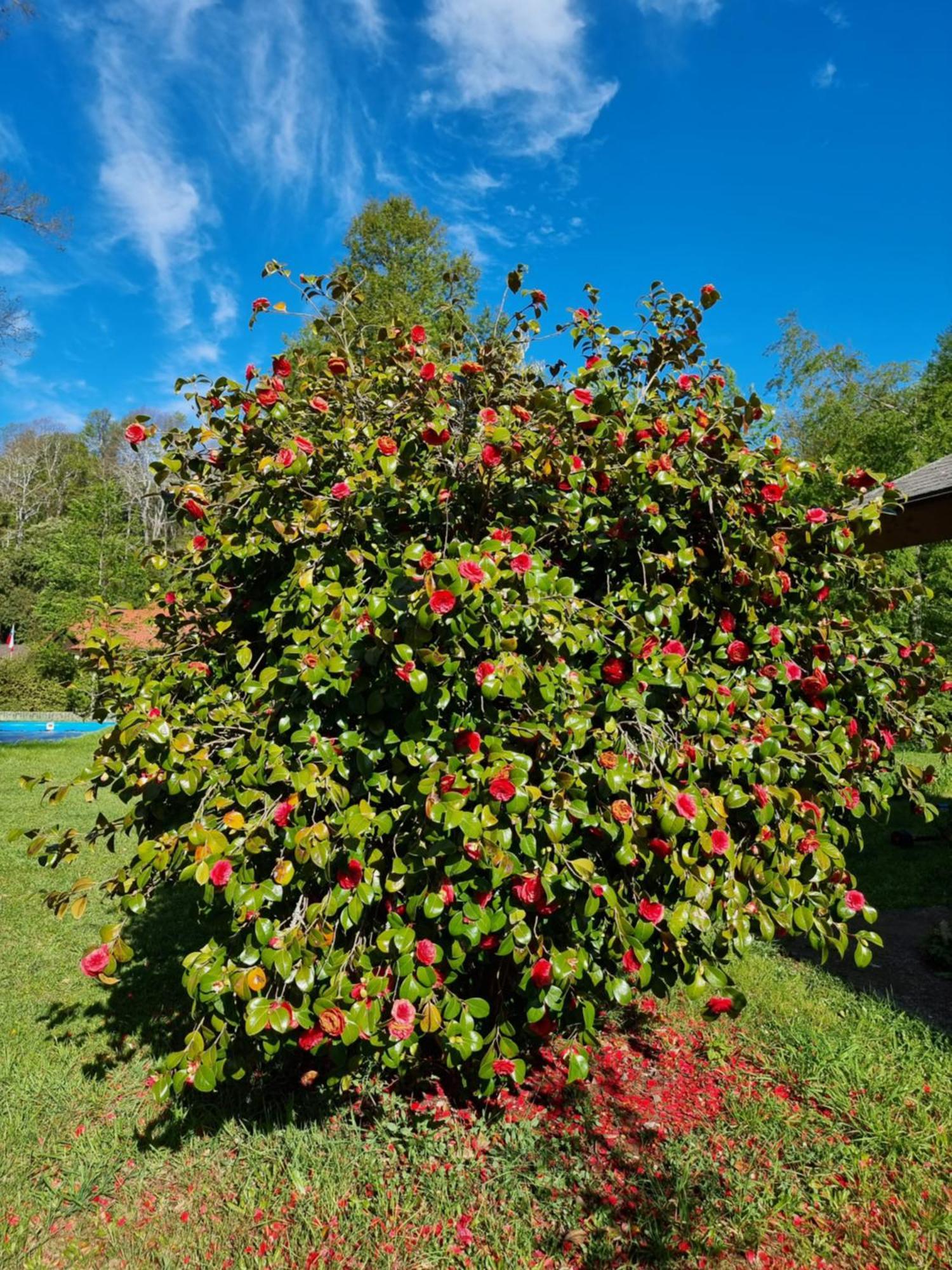 La Casa Del Arbol Villarrica Cabanas-Piscina-Tinajas מראה חיצוני תמונה