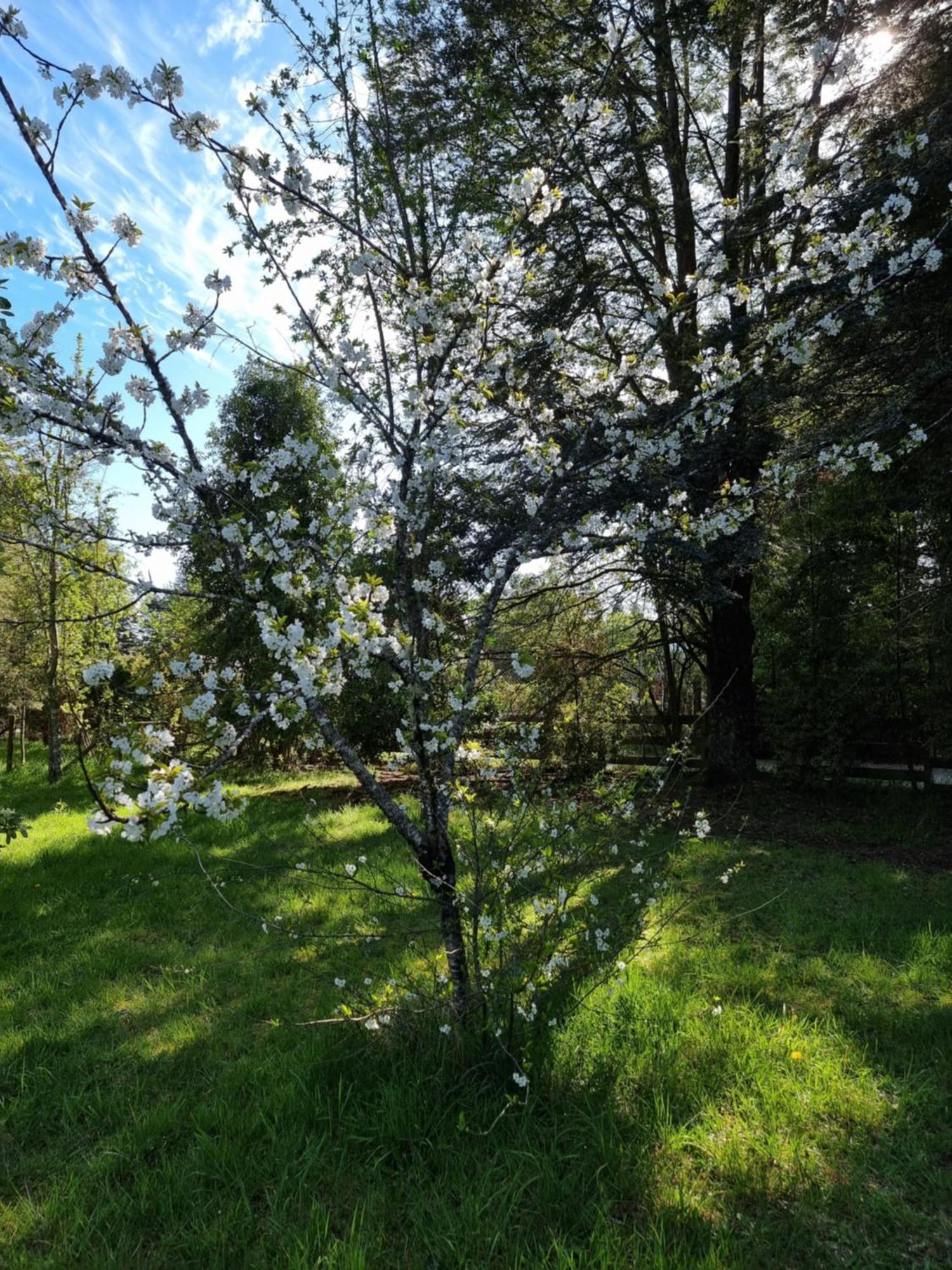 La Casa Del Arbol Villarrica Cabanas-Piscina-Tinajas מראה חיצוני תמונה