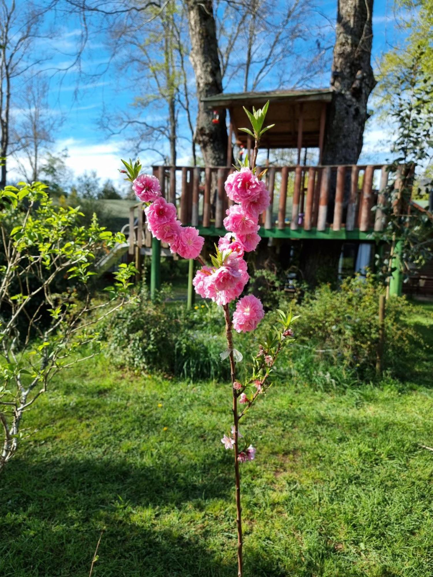 La Casa Del Arbol Villarrica Cabanas-Piscina-Tinajas מראה חיצוני תמונה